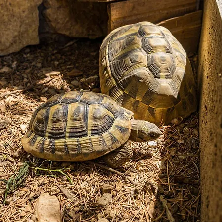 Center Amphitheater 아파트 풀라