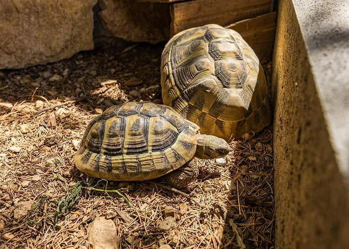 Center Amphitheater Apartmán Pula